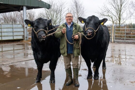 Alex Davie is a civil engineer to trade but dedicates much of his spare time to his herd of Aberdeen-Angus near Lumphanan. Picture by Kath Flannery/DC Thomson.