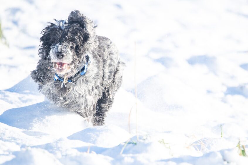 Wallace the dog playing in this week's snow which has hit across the north and north-east. 