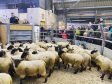 Some of the best Suffolk cross store lambs in the country are sold through Lochmaddy Auction Mart, pictured here, when sold by auctioneer Daniel Urquhart.