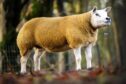 The sale leader from Hugh and Alan Blackwood’s flock.