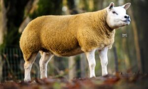The sale leader from Hugh and Alan Blackwood’s flock.