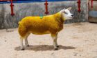 Leading the trade at 4,000gns, was a gimmer from Charlie Boden and family of the Sportsmans flock.
