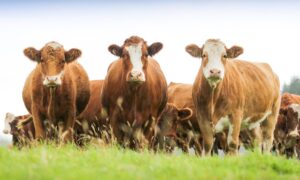 Quality Meat Scotland has held 12 workshops across Scotland.