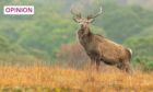 Accessible deer stalking opportunities can be few and far between, especially in lowland areas. Image: Anne Coatesy/Shutterstock