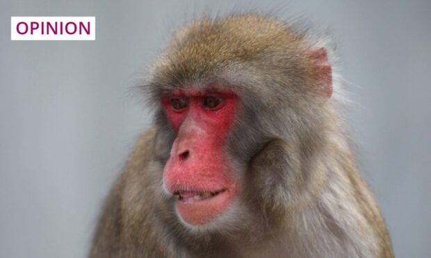 A Japanese macaque like the one currently missing in the Highlands. Image: Bildagentur Geduldig/imagebroker/Shutterstock