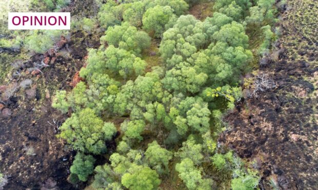 Shown from above, established broadleaf woodland was not damaged by fire, unlike the land on either side. Image: Scotland: The Big Picture