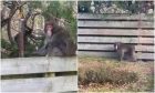 Screenshots from the Highland missing monkey footage.