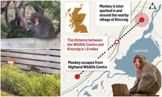 A male Japanese macaque, also known as a snow monkey, is still on the loose after escaping Highland Wildlife Park. Image: Carl Nagle