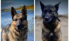 Police dogs Ice and Zak played a crucial role in the arrest of the burglar. Image: Police Scotland.