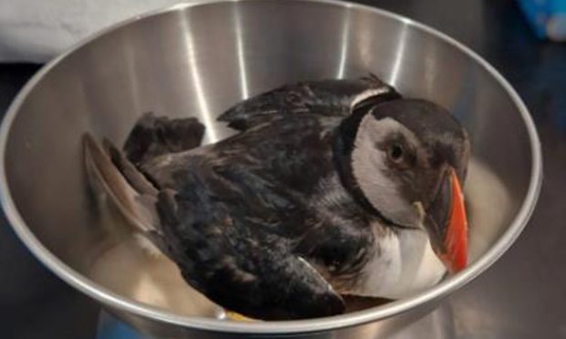A puffin sits in a steel bowl on a scale.