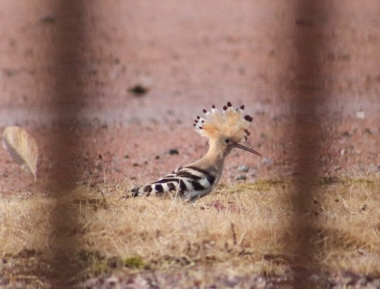 Rare Hoopoe bird spotted near Pittodrie in 2020 by Aberdeen resident Leona Lowe.