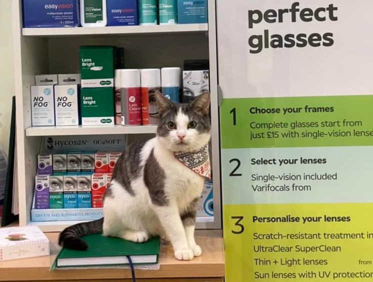 Tommy the cat at the opticians 