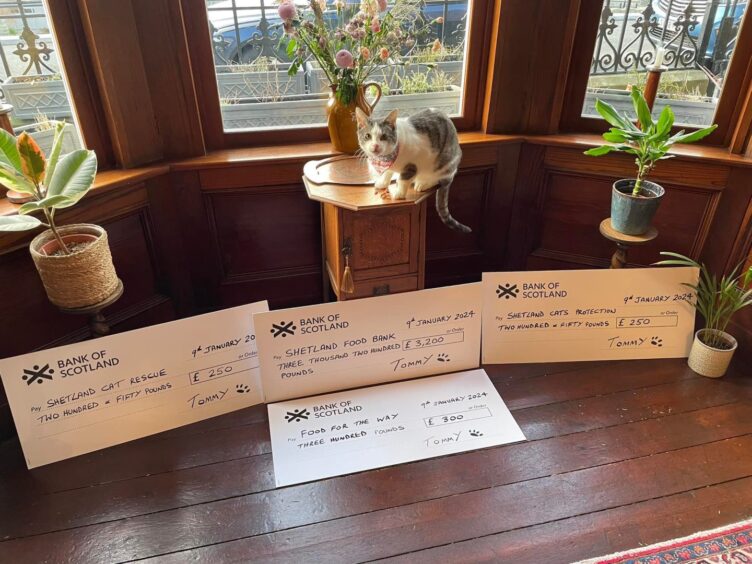 Tommy the cat with four large cheques 