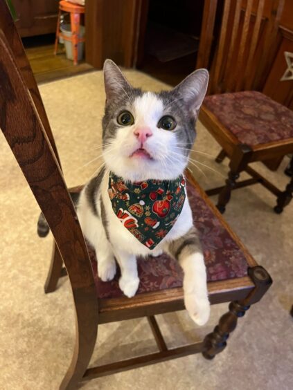 Tommy the cat sitting on a chair 