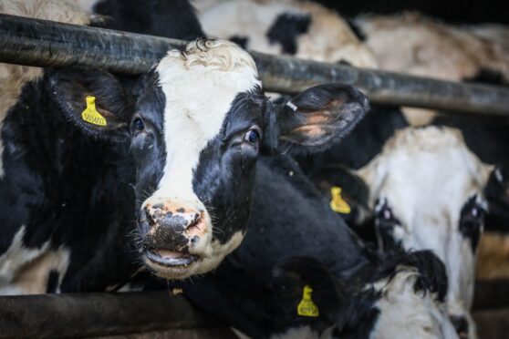 The cases are confined to Norfolk and Kent. Picture by Mhairi Edwards/DCThomson.