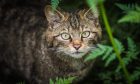 A Scottish wildcat in captivity. Image: Mhairi Edwards/DC Thomson