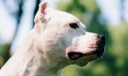 A white bull breed similar to the dog that was found.