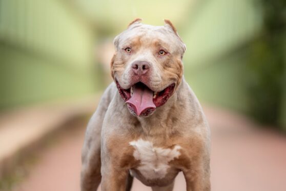An example of an American bully XL dog. Image: Shutterstock