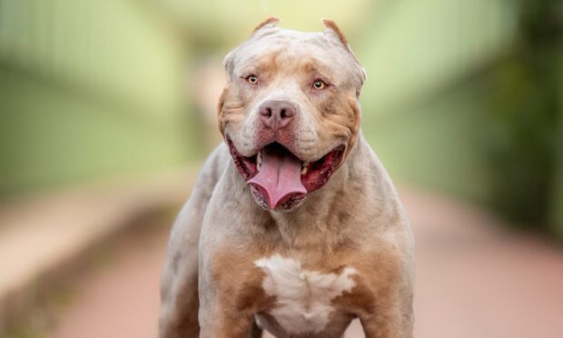 An example of an American bully XL dog. Image: Shutterstock