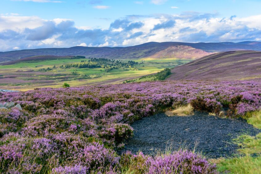 Cairngorms National Park 