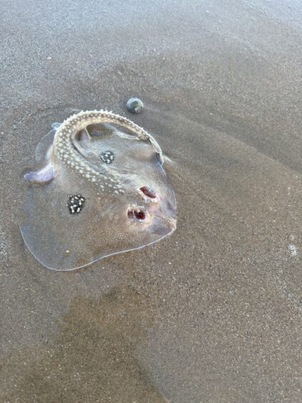 The Cuchoo ray washed up on Aberdeen beach.
