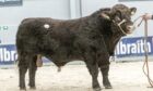 Finlarg Boss from the McNees made 14,000gns from Luings at Stirling Bull Sales