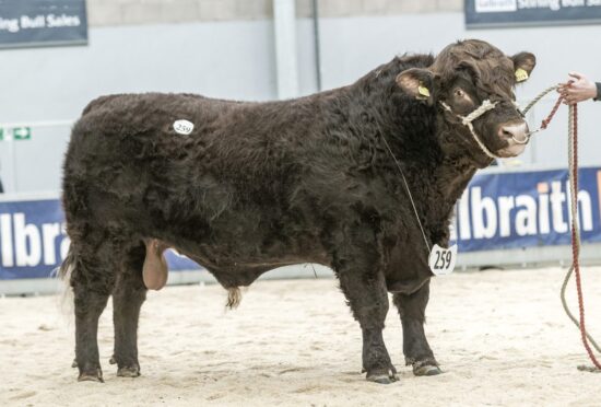 Finlarg Boss from the McNees made 14,000gns from Luings at Stirling Bull Sales