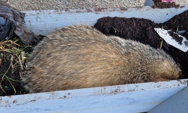 The badger was stuck in a garden planter in Kemnay. Supplied by New Arc Wildlife Rescue  Date; 07/02/2024
