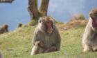 Honshu, the Japanese macaque who escaped from the Highland Wildlife Park, is being transferred to Edinburgh Zoo today.  Image: Highland Wildlife Park.
