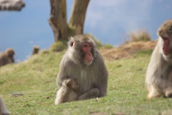 Honshu, the Japanese macaque who escaped from the Highland Wildlife Park, is being transferred to Edinburgh Zoo today.  Image: Highland Wildlife Park.