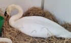 Injured swan at New Arc