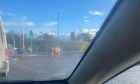 Two horses are on the loose on the A944 near Aberdeen. Image: Fubar News.