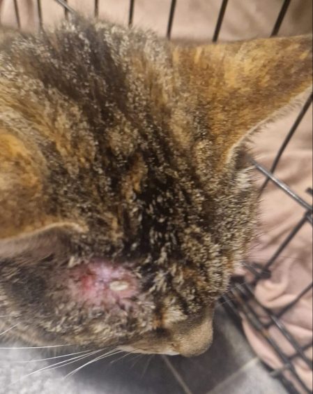 Cat with wound on head after being shot with a BB gun in Sutherland.