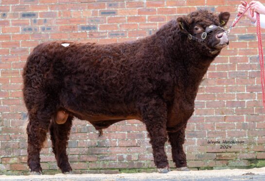 One of two bulls to make 18,000gns was Blackhoue Bundee-Aki.