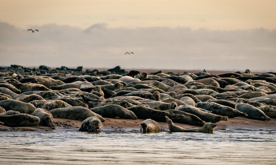 Seals at Newburgh Beach, Aberdeenshire. 