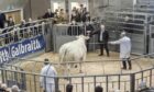 Raymond Kennedy of United Auctions sold the Harestone Charolais females at Stirling Bull Sales