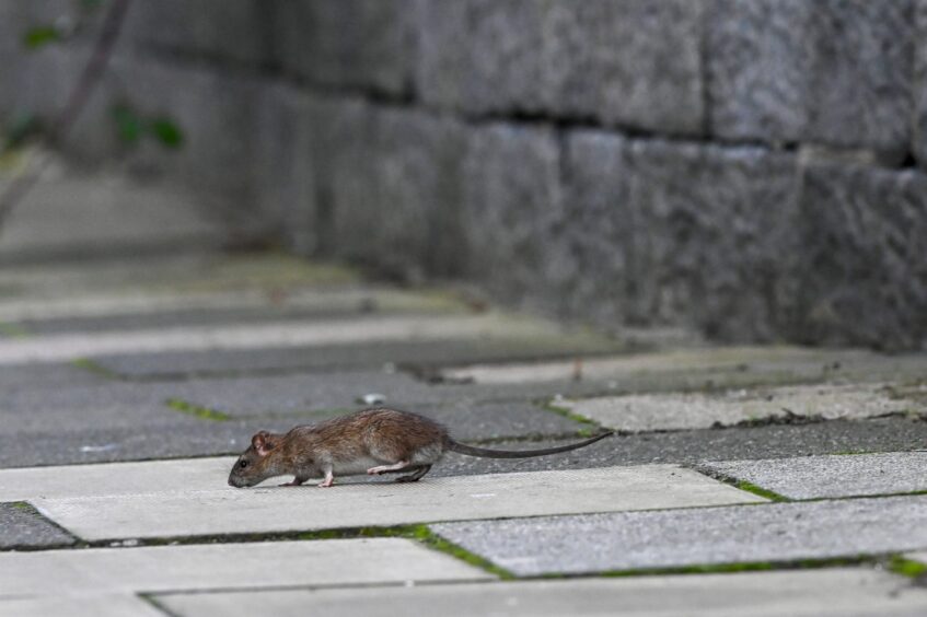 Rat on street.