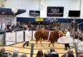 Sale leader at 35,000gns was the overall and intermediate champion Loosebeare Tommy from the Quick family.