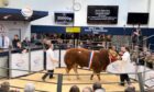 Sale leader at 35,000gns was the overall and intermediate champion Loosebeare Tommy from the Quick family.