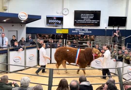 Sale leader at 35,000gns was the overall and intermediate champion Loosebeare Tommy from the Quick family.