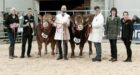 The Limousin championship was won by Mike and Lisa Massie, with Jimmy and Donald MacGregor's Dyke herd in reserve.