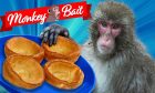 Monkey next to Yorkshire puddings on a blue background with the words Monkey bait above.