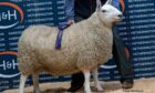 Sale leader at £2,000 from George Milne's Kinaldy flock in Fife.