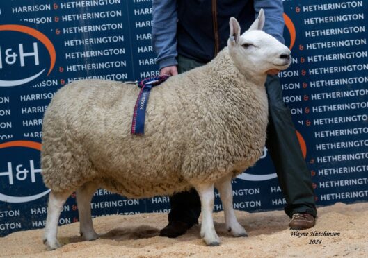 Sale leader at £2,000 from George Milne's Kinaldy flock in Fife.