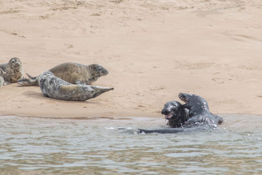Seals at Forvie National Nature Reserve, Newburgh, Aberdeenshire. 