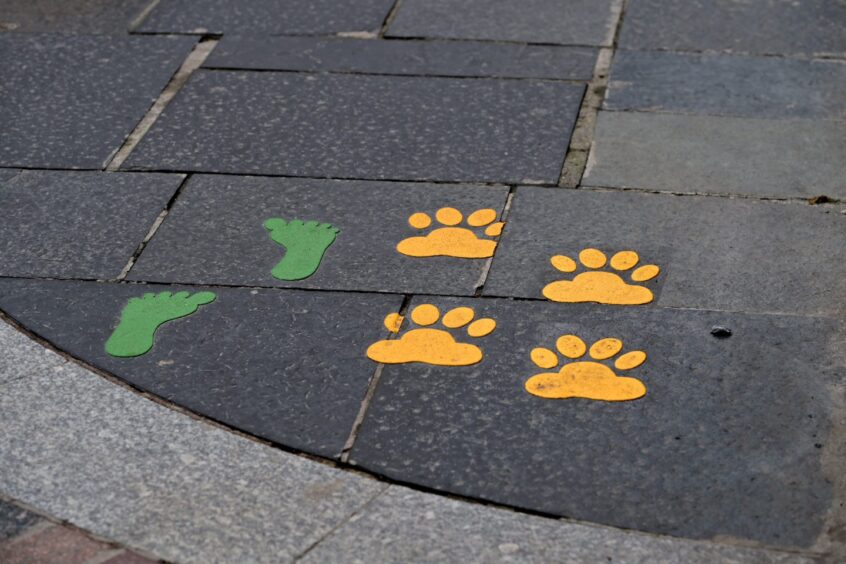 The paw prints trail in Inverness