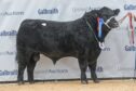 Stirling Bull Sales Sun 4th Feb 24
AA Lot 46 "Thrunton Best Man" 20,000 Gns from JHC Campbell & Sons

Caption - The second Aberdeen-Angus to sell at 20,000gns was this entry from Thrunton.