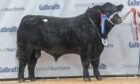 Stirling Bull Sales Sun 4th Feb 24
AA Lot 46 "Thrunton Best Man" 20,000 Gns from JHC Campbell & Sons

Caption - The second Aberdeen-Angus to sell at 20,000gns was this entry from Thrunton.