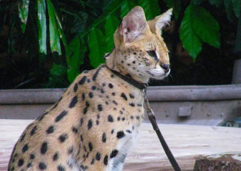 Serval on a lead