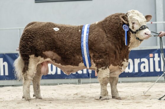 Sale leader at 37,000gns was Denizes Nugget 22 from the Barlow family, Lancashire.